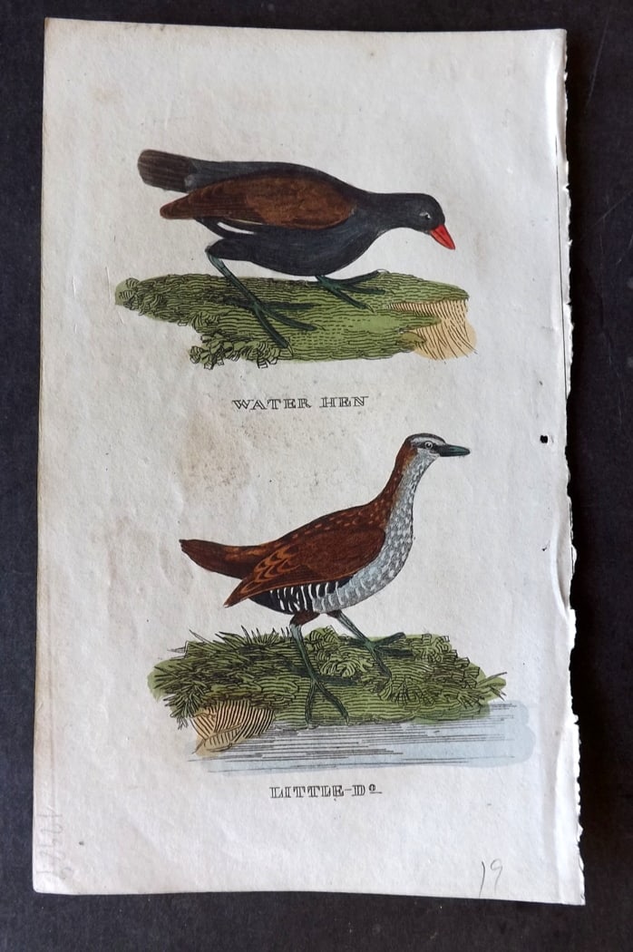 Brightly (Pub) 1815 Hand Coloured Bird Print. Water Hen, Little Dotterel: Hand Colored Copper Plate Published 1815 by Brightly & Childs, Bungay for "The Natural History of Birds" Paper Size: 8 x 4.25 inch (20 x 14cm) Good Condition