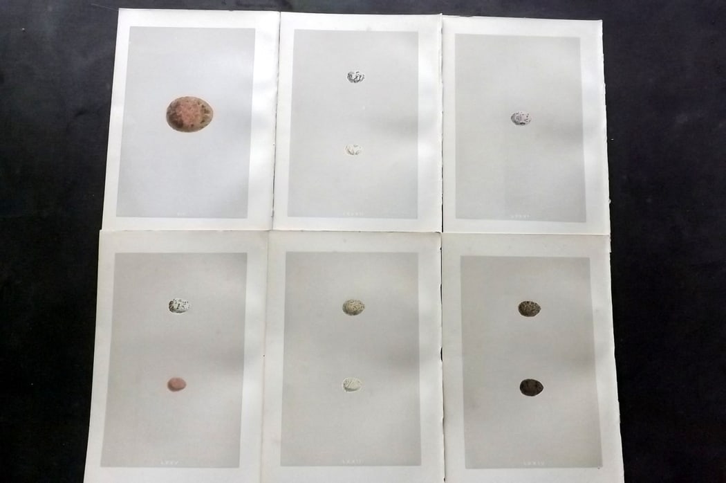 Morris, Francis 1875 Lot of 6 Antique Bird Egg Prints: Woodblock Published 1875, London for "A Natural History of the Nests and Eggs of British Birds" By the Rev. Francis Orpen Morris, printed Benjamin Fawcett. Paper Size: 10 x 6 inch (25 x 16cm) Good Con