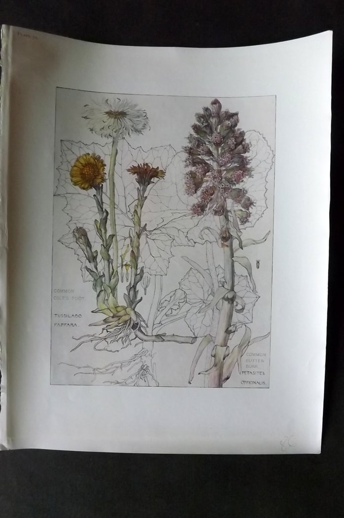 Adams, Harriet Isabel 1907 Botanical Print. Colt's Foot, Butterburr 70: Offset Lithograph Published 1907-10, London for "Wild Flowers of British Isles" by Harriet Isabel Adams. Scarce. Paper Size: 11 x 8.5 inch (28 x 22cm) Good Condition
