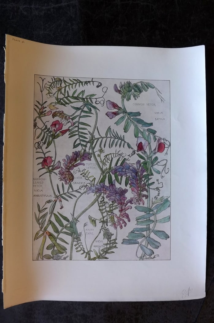 Adams, Harriet Isabel 1907 Botanical Print. Vetch 36 (1 of 1)