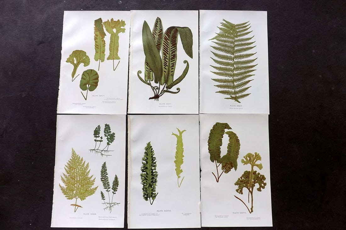 Druery, Charles C1910 Lot of 6 Antique Fern Prints: Chromolithographs Published C1910, London for "British Ferns and Their Varieties" by Charles Druery. Reverse side blank. Paper Size: 8.5 x 5 inch (22 x 13cm) Good Condition