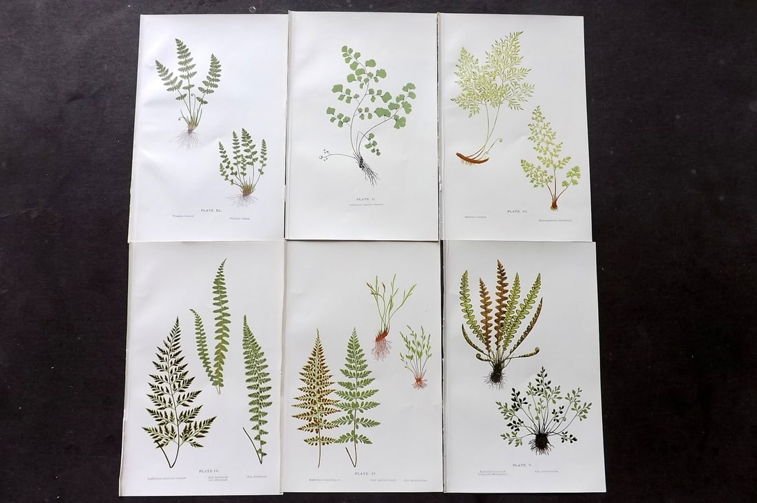 Druery, Charles C1910 Lot of 6 Antique Fern Prints: Chromolithographs Published C1910, London for "British Ferns and Their Varieties" by Charles Druery. Reverse side blank. Paper Size: 8.5 x 5 inch (22 x 13cm) Good Condition