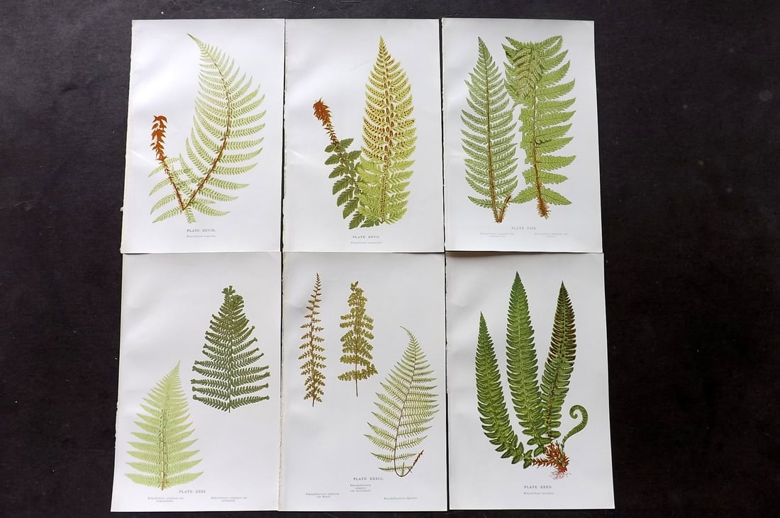 Druery, Charles C1910 Lot of 6 Antique Fern Prints: Chromolithographs Published C1910, London for "British Ferns and Their Varieties" by Charles Druery. Reverse side blank. Paper Size: 8.5 x 5 inch (22 x 13cm) Good Condition