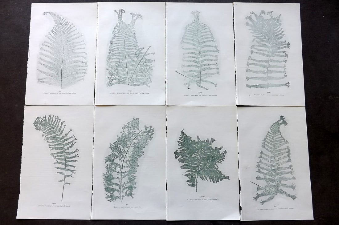 Druery, Charles C1910 Lot of 8 Nature Printed Ferns: Nature Printed Offset Lithographs Published C1910, London for "British Ferns and Their Varieties" by Charles Druery. Paper Size: 8.5 x 5 inch (22 x 13cm) Unrelated text to reverse. Good Condition