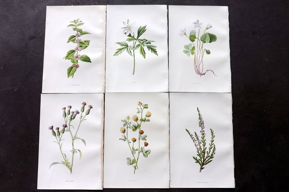 Hulme, F. Edward C1880 Lot of 6 First Edition Botanical Prints: Chromolithograph Published 1878-84, London for "Familiar Wild Flowers" First Edition by F. Edward Hulme & Shirley Hibberd. Paper Size: 7.5 x 5 inch (19 x 13cm) Good Condition