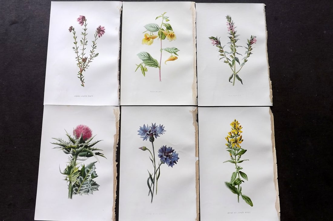 Hulme, F. Edward C1880 Lot of 6 First Edition Botanical Prints (1 of 2)