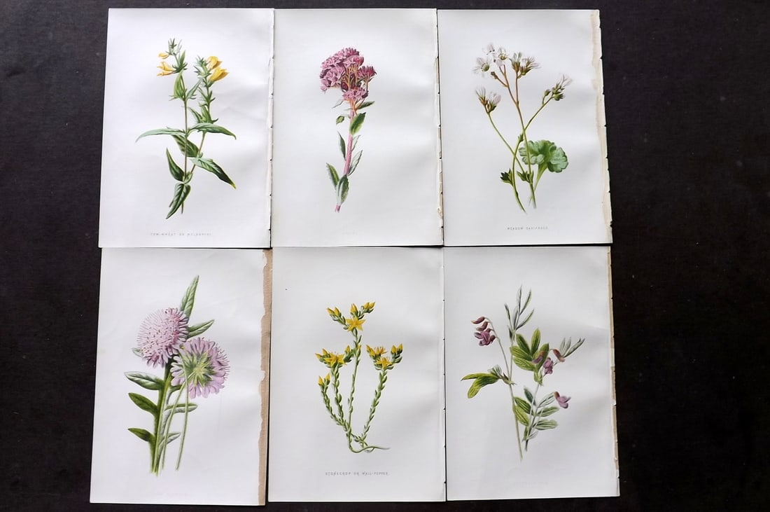 Hulme, F. Edward C1880 Lot of 6 First Edition Botanical Prints: Chromolithograph Published 1878-84, London for "Familiar Wild Flowers" First Edition by F. Edward Hulme & Shirley Hibberd. Paper Size: 7.5 x 5 inch (19 x 13cm) Good Condition