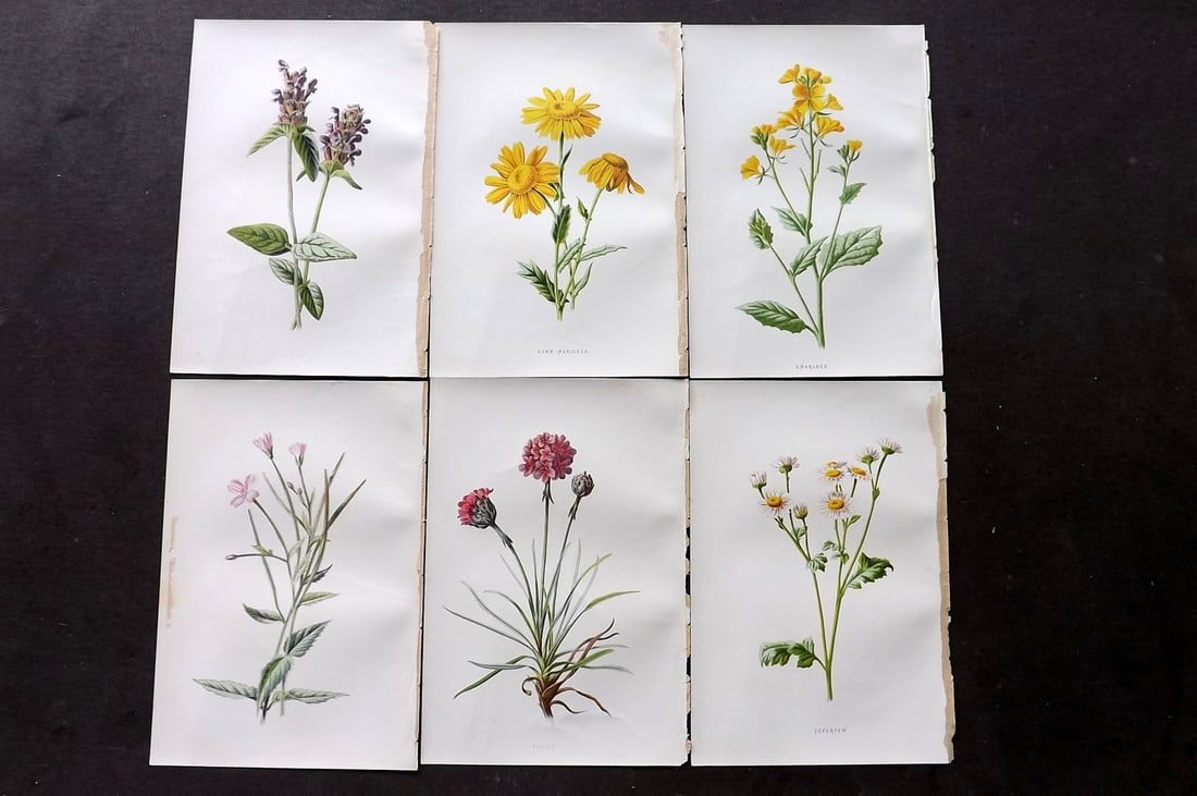 Hulme, F. Edward C1880 Lot of 6 First Edition Botanical Prints (1 of 2)