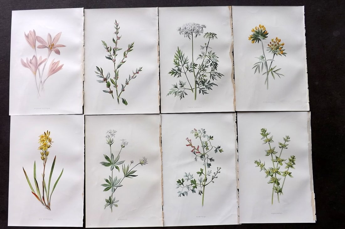 Hulme, F. Edward C1880 Lot of 8 First Edition Botanical Prints (1 of 2)