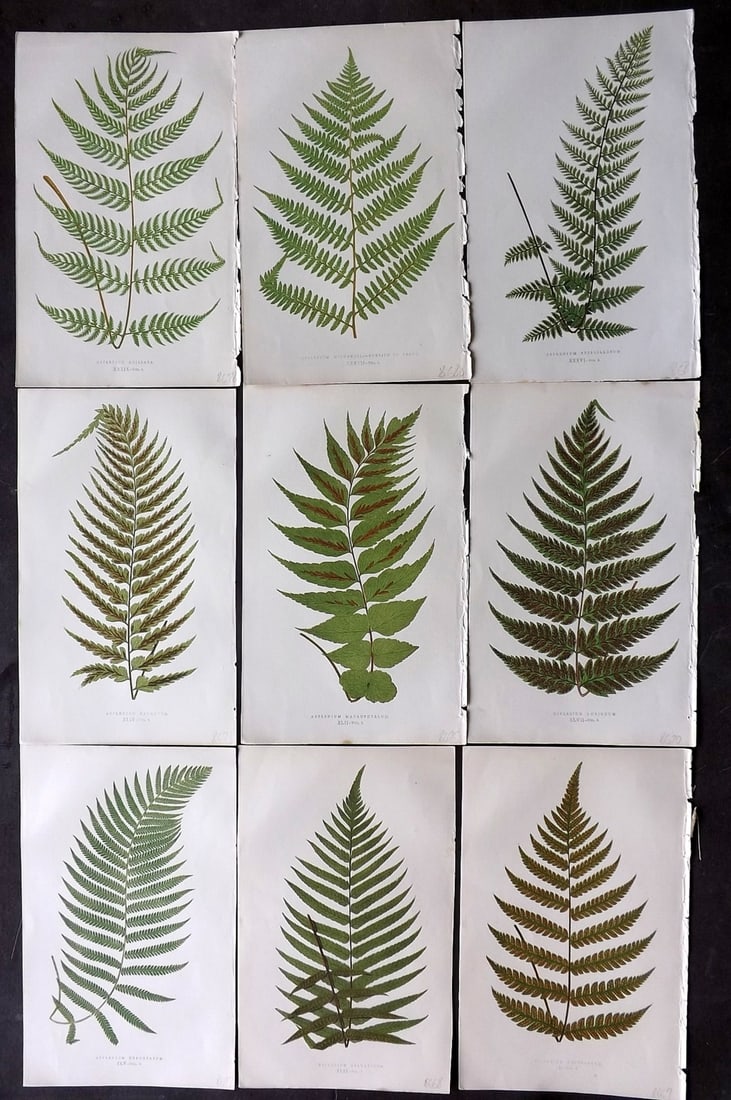 Lowe, Edward 1867 Lot of 9 Antique Fern Prints: Color Printed Woodblooks Published 1867, London for "Our Native Ferns..." by Edward Lowe. Paper Size: 9.5 x 6 inch (24 x 15cm) Occasional background tone marks. Good Condition