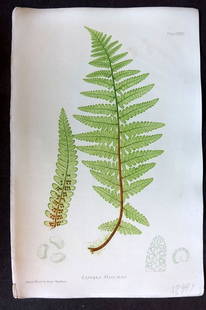 Moore & Bradbury 1860 Nature Printed Fern. Lastrea Filix-Mas 32: Antique Nature Printed Electrotype Published 1859-60 by Bradbury & Evans, London for "The Octavo Nature-Printed British Ferns" by Thomas Moore. Printed by Henry Bradbury. Paper Size: 9.5 x 6 inch (24
