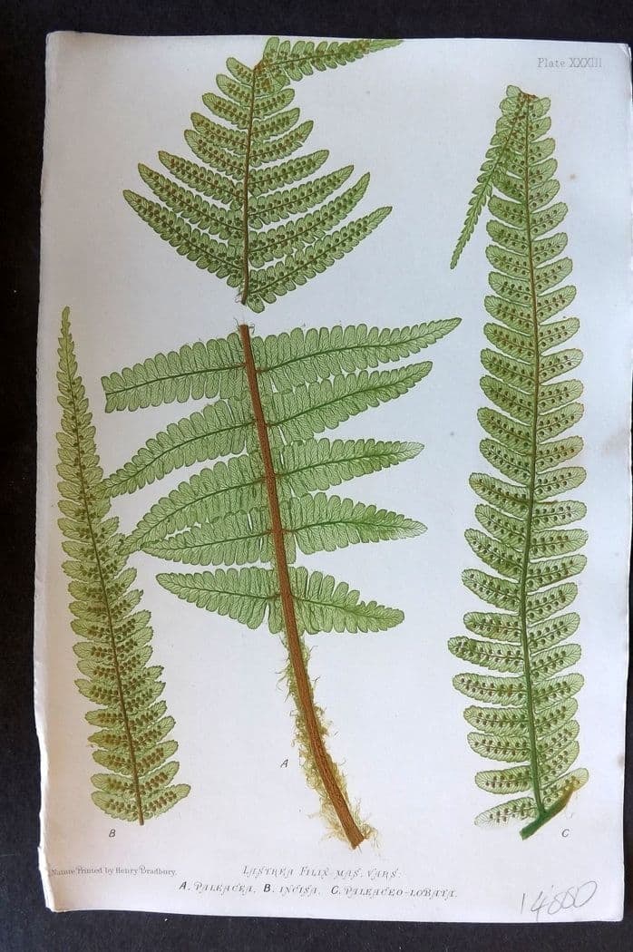 Moore & Bradbury 1860 Nature Printed Fern. Lastrea Filix-Mas 33: Antique Nature Printed Electrotype Published 1859-60 by Bradbury & Evans, London for "The Octavo Nature-Printed British Ferns" by Thomas Moore. Printed by Henry Bradbury. Paper Size: 9.5 x 6 inch (24 