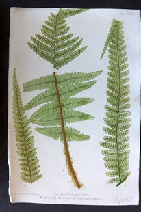 Moore & Bradbury 1860 Nature Printed Fern. Lastrea Filix-Mas 33: Antique Nature Printed Electrotype Published 1859-60 by Bradbury & Evans, London for "The Octavo Nature-Printed British Ferns" by Thomas Moore. Printed by Henry Bradbury. Paper Size: 9.5 x 6 inch (24