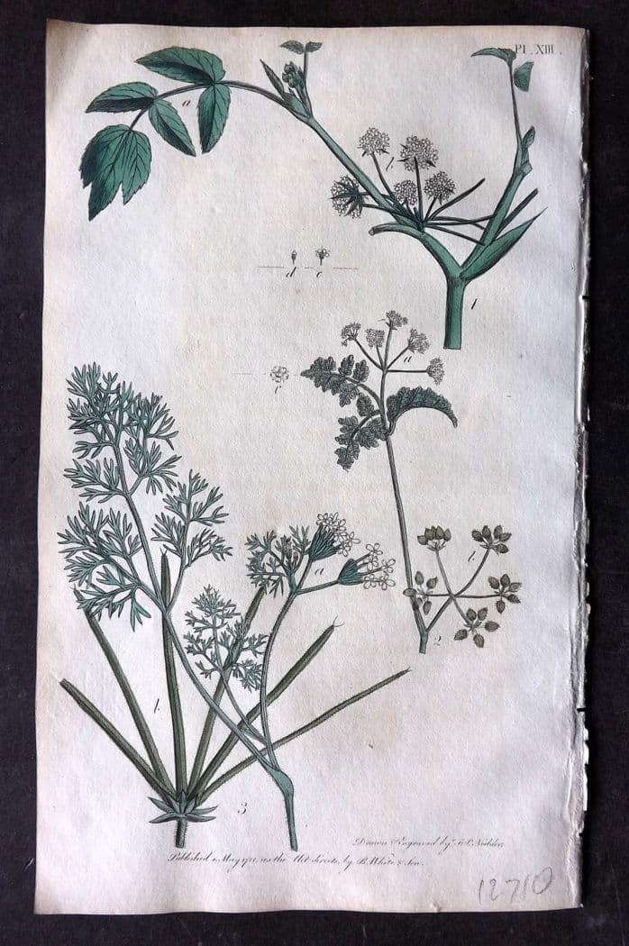 Nodder & Martyn 1815 Hand Col Botanical Print. Creeping Water Parsnep, Chervil 13 (1 of 1)