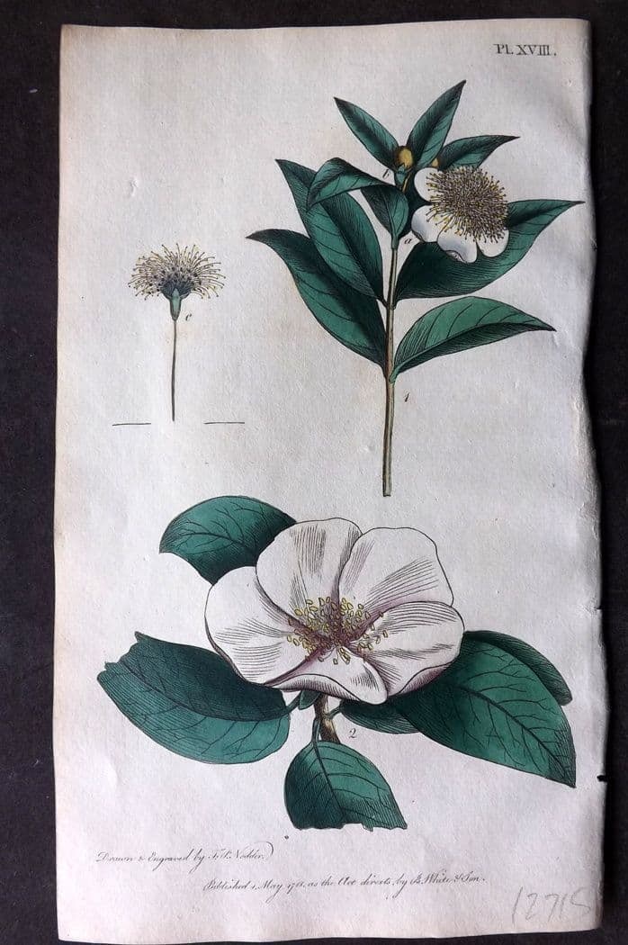 Nodder & Martyn 1815 Hand Col Botanical Print. Myrtle, Quince 18: Antique Copper Plate Published 1815, London for "Thirty-eight Plates, with Explanations, Intended to Illustrate Linnaeus's System of Vegetables" by Thomas Martyn. Drawn & Engraved by Frederick Polydor