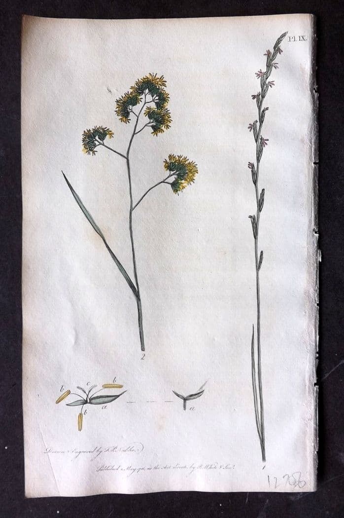 Nodder & Martyn 1815 Hand Col Botanical Print. Ray & Hard Grass 09 (1 of 1)