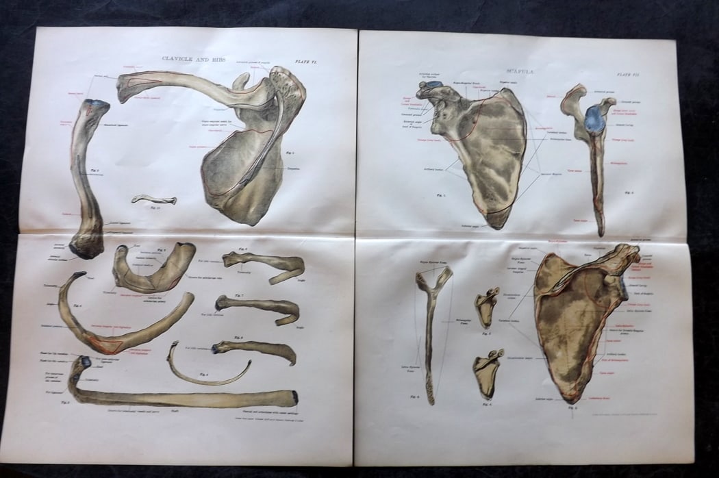 Cathcart & Caird 1885 Pair of Anatomy Prints: Chromolithographs Published 1885 by W. & A. K. Johnston, London for "Johnston's Students' Atlas of Bones and Ligaments" by Charles W. Cathcart & F. M. Caird. Centre fold as published. Paper Size: 14 x