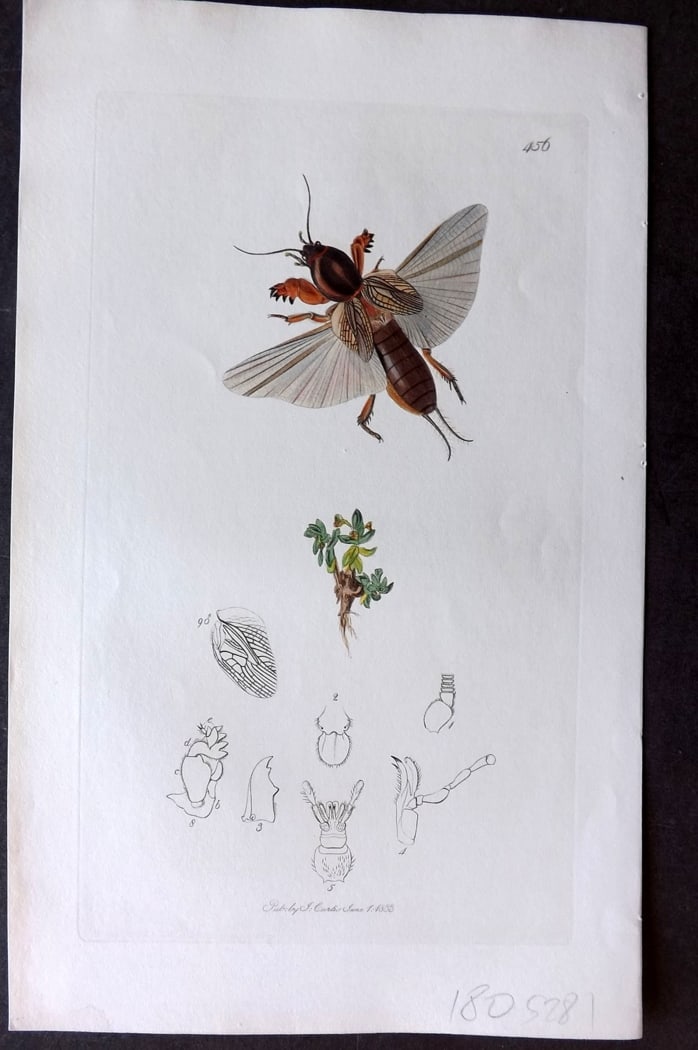 Curtis 1833 HCol Insect Botanical Print. Mole Cricket, Jarr-Worm, Eve Churr 456 (1 of 1)