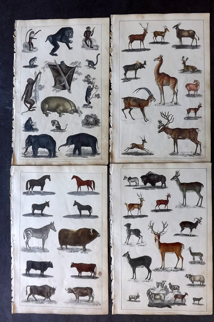 Goldsmith 1847 Lot of 4 Hand Col Natural History Prints: Hand Colored Etching/Engraving Published 1847 by A. Fullarton & Co., London for "A History of the Earth and Animated Nature" by Oliver Goldsmith. Paper Size: 10 x 6 inch (25 x 16cm) Minor toning, Good