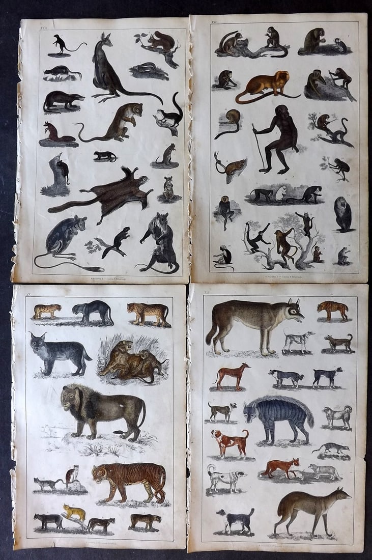 Goldsmith 1847 Lot of 4 Hand Col Natural History Prints: Hand Colored Etching/Engraving Published 1847 by A. Fullarton & Co., London for "A History of the Earth and Animated Nature" by Oliver Goldsmith. Paper Size: 10 x 6 inch (25 x 16cm) Minor toning, Good