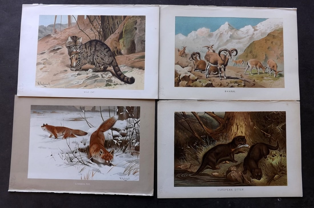 Lydekker, Richard 1896 Lot of 4 Natural History Prints: Chromolithograph Published 1894-96, London for "The Royal Natural History" by Richard Lydekker. Illustrated by Smit, Keulemans, Wolf and others. Paper Size: 10 x 6.5 inch (25 x 16.5cm) Good Condition
