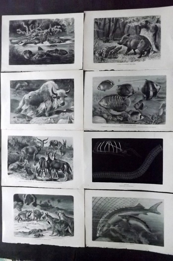 Lydekker, Richard 1896 Lot of 8 Antique Natural History Prints: Wood Engravings (Rerverse side blank) Published 1894-96, London for "The Royal Natural History" by Richard Lydekker. Illustrated by Smit, Keulemans, Wolf and others. Paper Size: 10 x 6.5 inch (25 x 16