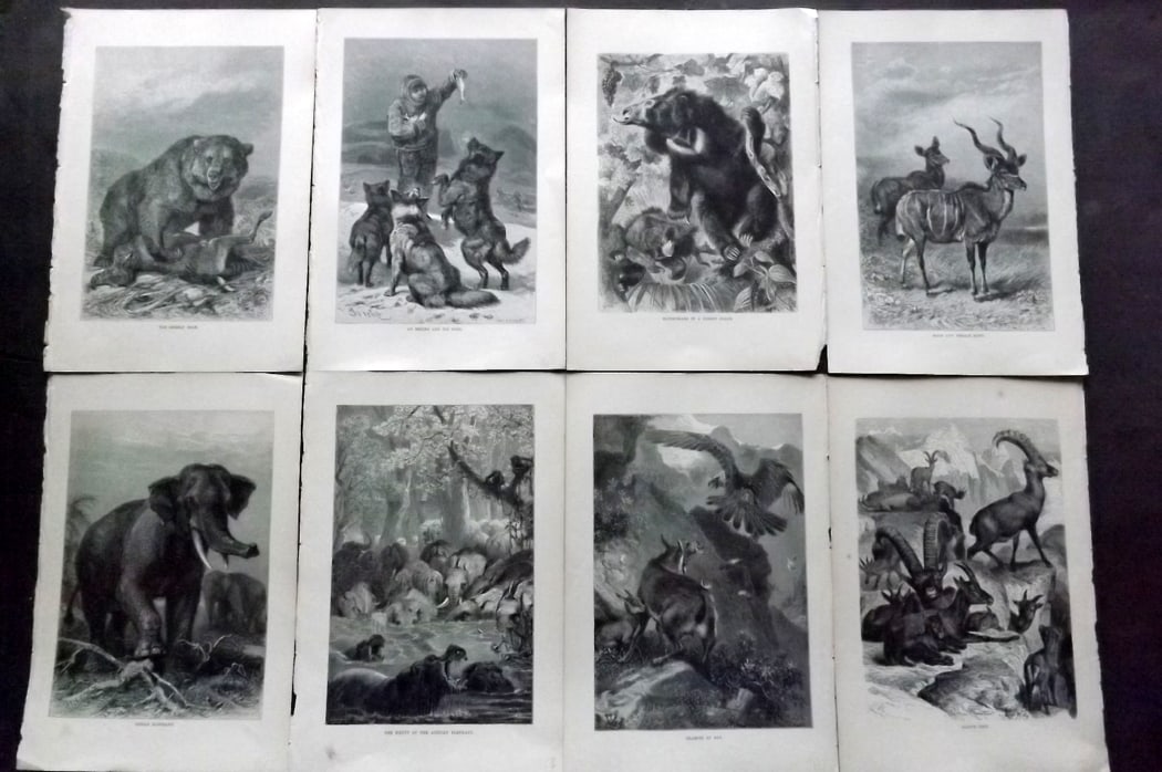 Lydekker, Richard 1896 Lot of 8 Antique Natural History Prints: Wood Engravings (Rerverse side blank) Published 1894-96, London for "The Royal Natural History" by Richard Lydekker. Illustrated by Smit, Keulemans, Wolf and others. Paper Size: 10 x 6.5 inch (25 x 16