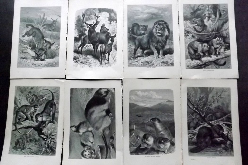 Lydekker, Richard 1896 Lot of 8 Antique Natural History Prints: Wood Engravings (Rerverse side blank) Published 1894-96, London for "The Royal Natural History" by Richard Lydekker. Illustrated by Smit, Keulemans, Wolf and others. Paper Size: 10 x 6.5 inch (25 x 16