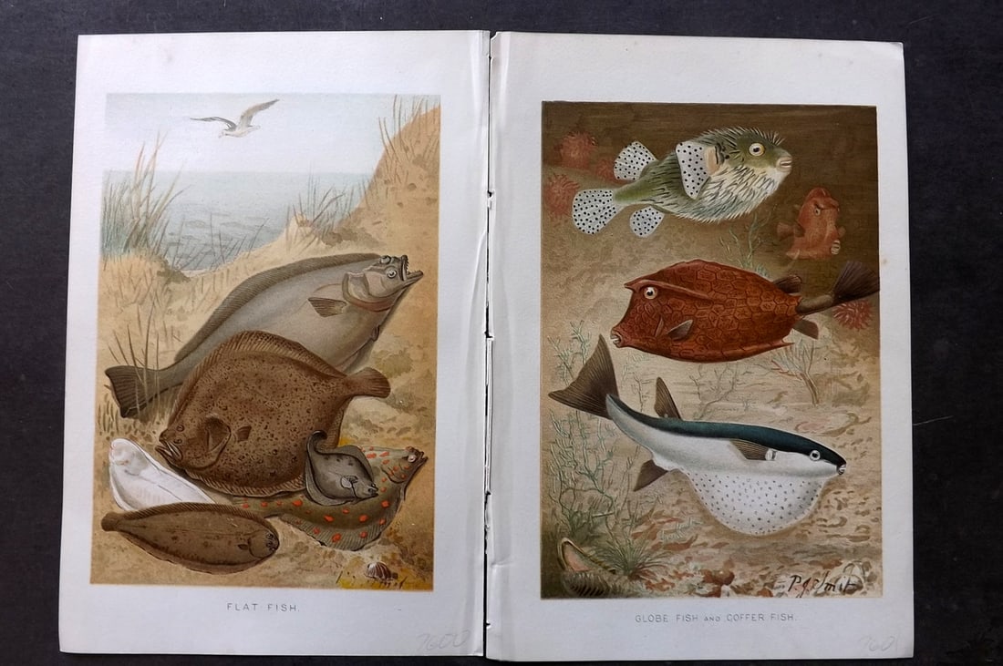 Lydekker, Richard 1896 Pair of Fish Prints. Globe, Coffer, Flat Fish: Chromolithograph Published 1894-96, London for "The Royal Natural History" by Richard Lydekker. Illustrated by Smit, Keulemans, Wolf and others. Paper Size: 10 x 6.5 inch (25 x 16.5cm) Good Condition