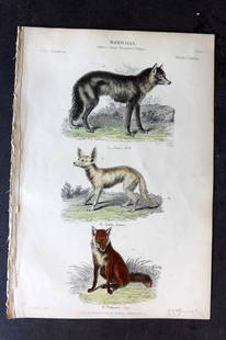 Richardson 1862 Hand Col Print. Wolf, Fennec, Fox 07: Hand Colored Steel Engraving/Etching Published 1859-62 by William Mackenzie, Edinburgh & London for "The Museum of Natural History" by John Richardson. Paper Size: 10.5 x 7 inch (27 x 18cm) Good Condi
