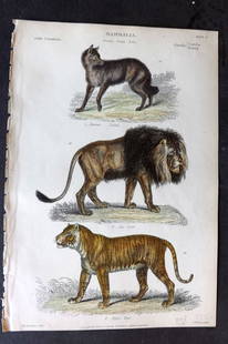 Richardson 1862 Hand Col Print. Jackal, Lion, Tiger 08: Hand Colored Steel Engraving/Etching Published 1859-62 by William Mackenzie, Edinburgh & London for "The Museum of Natural History" by John Richardson. Paper Size: 10.5 x 7 inch (27 x 18cm) Good Condi