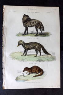 Richardson 1862 Hand Col Print. Hyena, Civet, Egyptian Ichneumon 09: Hand Colored Steel Engraving/Etching Published 1859-62 by William Mackenzie, Edinburgh & London for "The Museum of Natural History" by John Richardson. Paper Size: 10.5 x 7 inch (27 x 18cm) Good Condi