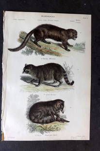 Richardson 1862 Hand Col Print. Wolverine, Raccoon, Brown Coati Mandi 11: Hand Colored Steel Engraving/Etching Published 1859-62 by William Mackenzie, Edinburgh & London for "The Museum of Natural History" by John Richardson. Paper Size: 10.5 x 7 inch (27 x 18cm) Good Condi