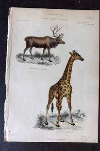 Richardson 1862 Hand Col Print. Reindeer, Giraffe - Camelopard 22: Hand Colored Steel Engraving/Etching Published 1859-62 by William Mackenzie, Edinburgh & London for "The Museum of Natural History" by John Richardson. Paper Size: 10.5 x 7 inch (27 x 18cm) Good Condi