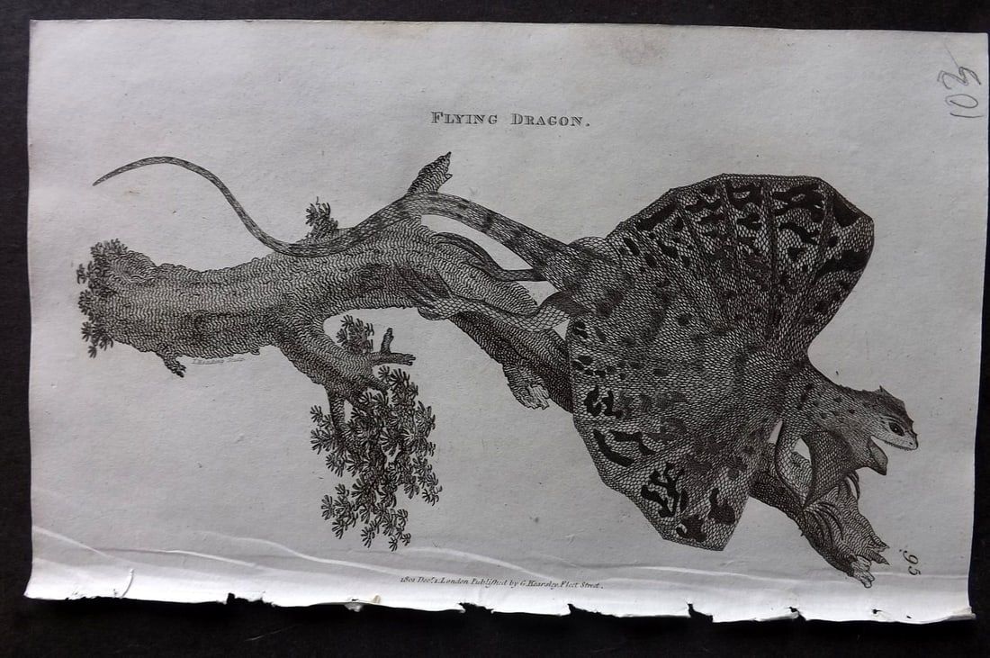 Shaw, George 1809 Antique Print. Flying Dragon 95: Copper Plate Published 1809 by G.Kearsley, London for "Zoological Lectures..." by George Shaw. Paper Size: 8 x 5 inch (21 x 13cm) Good Condition