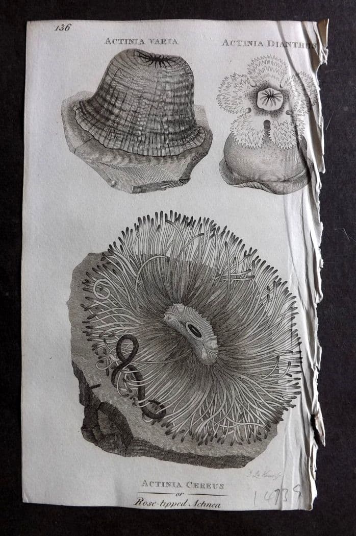 Shaw, George 1809 Antique Print. Actinia Sea Anemones 136: Copper Plate Published 1809 by G.Kearsley, London for "Zoological Lectures..." by George Shaw. Paper Size: 8 x 5 inch (21 x 13cm) Good Condition