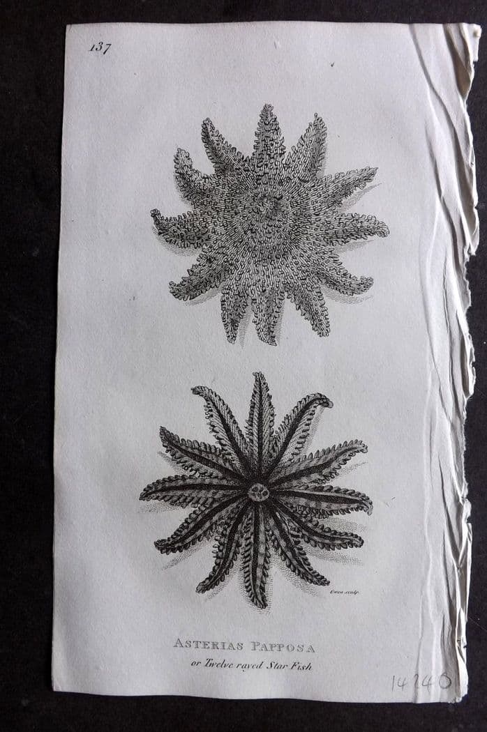 Shaw, George 1809 Antique Print. Twelve Rayed Starfish 137: Copper Plate Published 1809 by G.Kearsley, London for "Zoological Lectures..." by George Shaw. Paper Size: 8 x 5 inch (21 x 13cm) Good Condition
