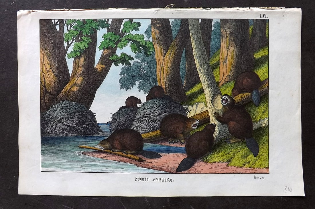 White, Adam 1860 Hand Col Print. Beaver - North America: Lithograph Published 1860, Edinburgh for "The Instructive Picture Book..." by Adam White. Printed in Colours and finished by hand. Paper Size: 13 x 8 inch (33 x 21cm) Good Condition