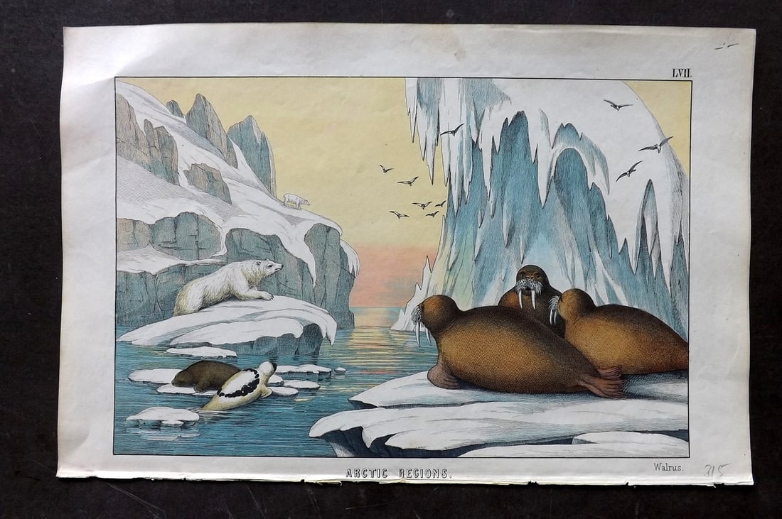 White, Adam 1860 Hand Col Print. Walrus - Arctic Regions: Lithograph Published 1860, Edinburgh for "The Instructive Picture Book..." by Adam White. Printed in Colours and finished by hand. Paper Size: 13 x 8 inch (33 x 21cm) Good Condition
