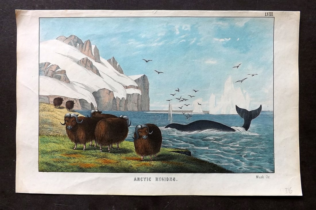White, Adam 1860 Hand Col Print. Musk Ox, Whale. - Arctic Regions: Lithograph Published 1860, Edinburgh for "The Instructive Picture Book..." by Adam White. Printed in Colours and finished by hand. Paper Size: 13 x 8 inch (33 x 21cm) Good Condition