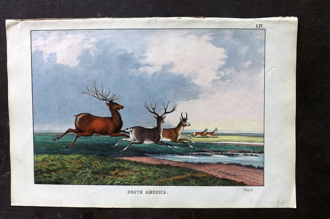 White, Adam 1860 Hand Col Print. Wapiti - North America: Lithograph Published 1860, Edinburgh for "The Instructive Picture Book..." by Adam White. Printed in Colours and finished by hand. Paper Size: 13 x 8 inch (33 x 21cm) Good Condition