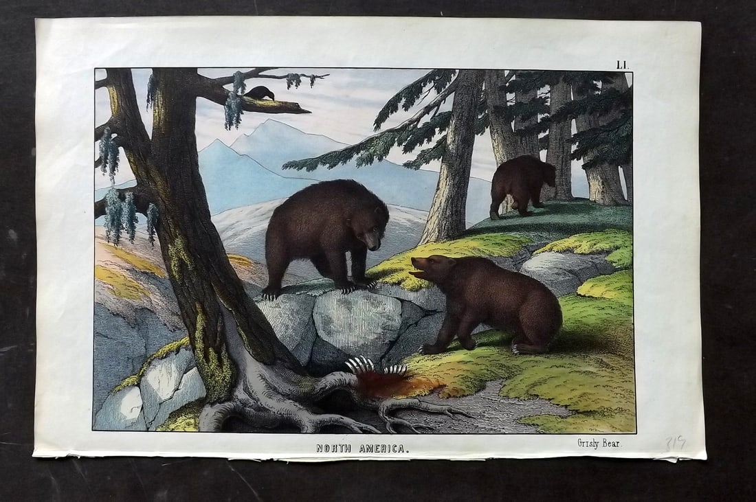 White, Adam 1860 Hand Col Print. Grisly Bear - North America: Lithograph Published 1860, Edinburgh for "The Instructive Picture Book..." by Adam White. Printed in Colours and finished by hand. Paper Size: 13 x 8 inch (33 x 21cm) Good Condition