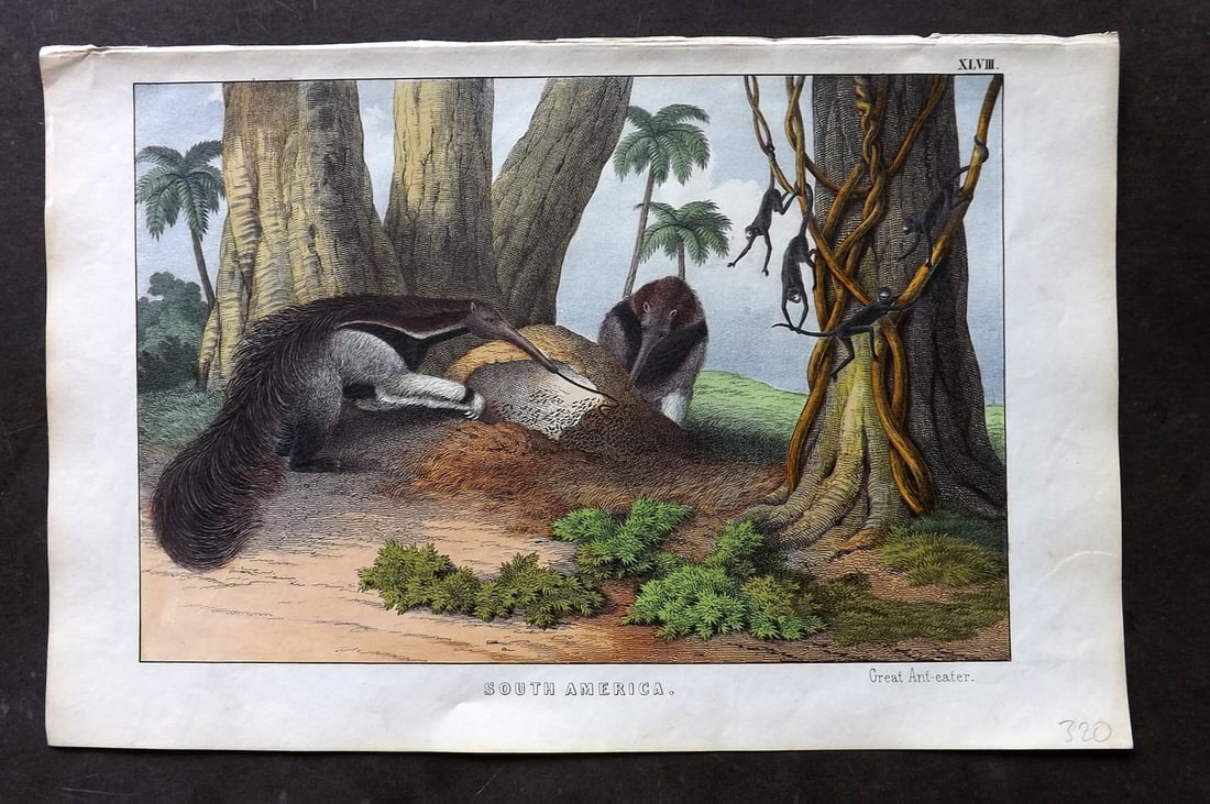 White, Adam 1860 Hand Col Print. Great Ant Eater - South America: Lithograph Published 1860, Edinburgh for "The Instructive Picture Book..." by Adam White. Printed in Colours and finished by hand. Paper Size: 13 x 8 inch (33 x 21cm) Good Condition