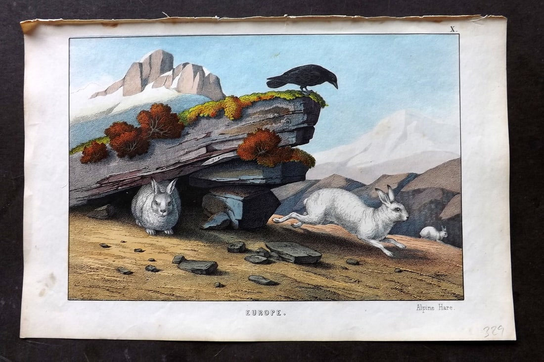 White, Adam 1860 Hand Col Print. Alpine Hare - Europe: Lithograph Published 1860, Edinburgh for "The Instructive Picture Book..." by Adam White. Printed in Colours and finished by hand. Paper Size: 13 x 8 inch (33 x 21cm) Good Condition