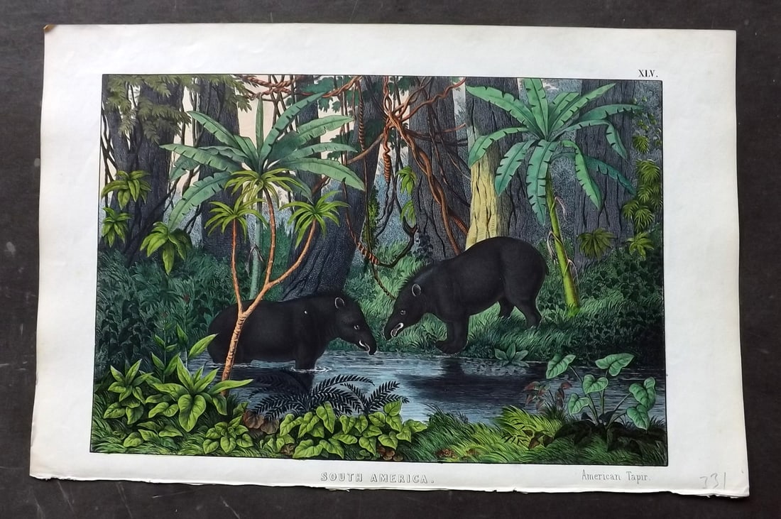 White, Adam 1860 Hand Col Print. American Tapir - South America: Lithograph Published 1860, Edinburgh for "The Instructive Picture Book..." by Adam White. Printed in Colours and finished by hand. Paper Size: 13 x 8 inch (33 x 21cm) Good Condition