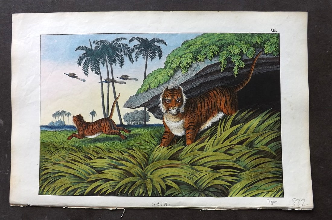 White, Adam 1860 Hand Col Print. Tiger - Asia: Lithograph Published 1860, Edinburgh for "The Instructive Picture Book..." by Adam White. Printed in Colours and finished by hand. Paper Size: 13 x 8 inch (33 x 21cm) Good Condition