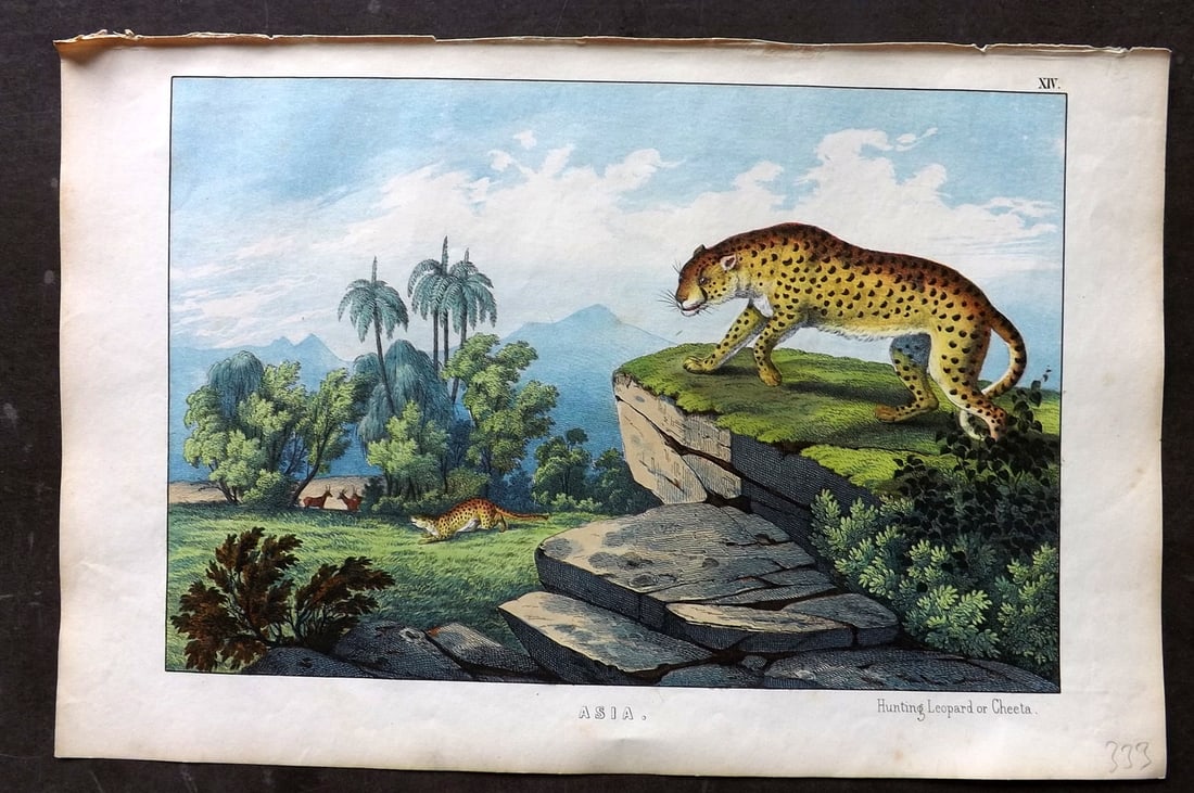 White, Adam 1860 Hand Col Print. Hunting Leopar or Cheeta - Asia: Lithograph Published 1860, Edinburgh for "The Instructive Picture Book..." by Adam White. Printed in Colours and finished by hand. Paper Size: 13 x 8 inch (33 x 21cm) Good Condition