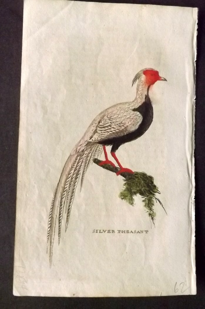 Brightly (Pub) 1815 Hand Coloured Bird Print. Silver Pheasant: Hand Colored Copper Plate Published 1815 by Brightly & Childs, Bungay for "The Natural History of Birds" Paper Size: 8 x 4.25 inch (20 x 14cm) Very minor paint smudge, otherwise Good Condition