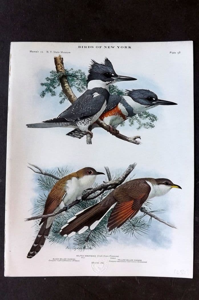 Eaton & Fuertes Birds of New York 1914 Print. Belted Kingfisher, Black Billed & Yellow Billed Cuckoo (1 of 1)