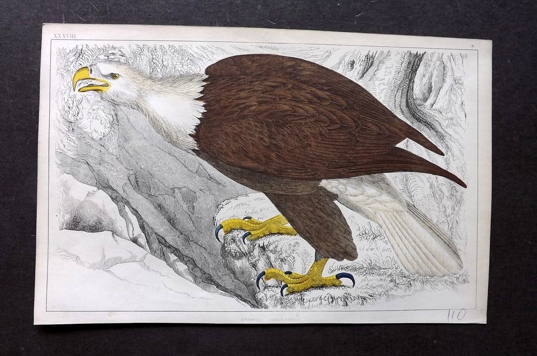 Goldsmith, Oliver C1850 Hand Col Bird Print. Golden Eagle USA: Antique Etching/Engraving Published C1850 by A. Fullarton & Co., London for "A History of the Earth and Animated Nature" by Oliver Goldsmith. Fine hand colour as issued. Paper Size: 10 x 6 inch (25 x 